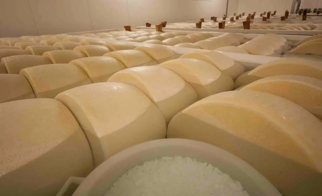 tjana-pengar-till-studenten-parmesanost